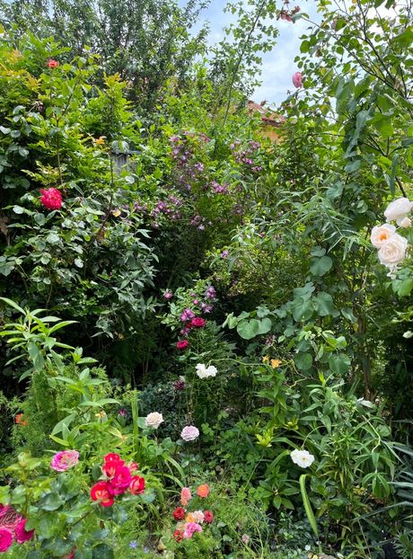 7A023AD6-22BB-41EA-8E5E-88D3F2CDEA27 - Trandafiri 2023 2