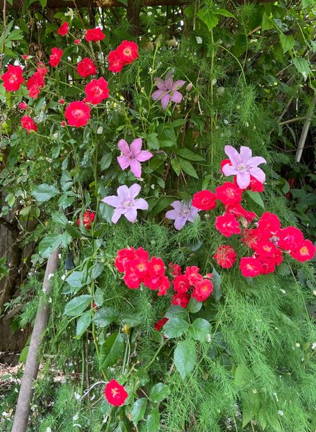 F898CE67-A13B-44B5-884C-7CE8D5FA230F - Trandafiri 2023 2