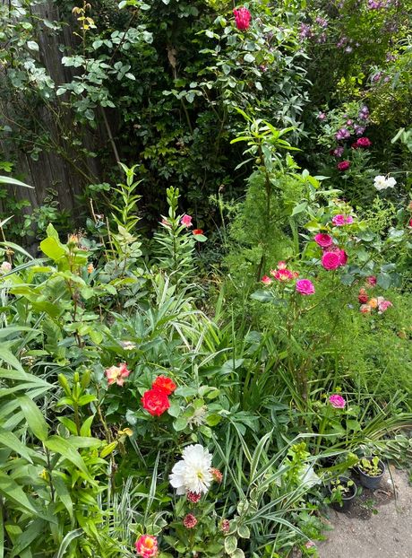 C4CD4C07-EB00-4B71-AC6B-9E84E42C4625 - Trandafiri 2023 2