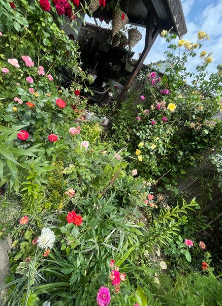 7CC7ECB9-425C-4229-A52D-4935F211E40C - Trandafiri 2023 2