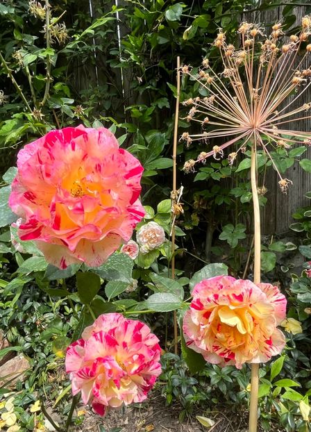 E64E1A0B-57E2-4412-92A4-985CEF4D7567 - Trandafiri 2023 2