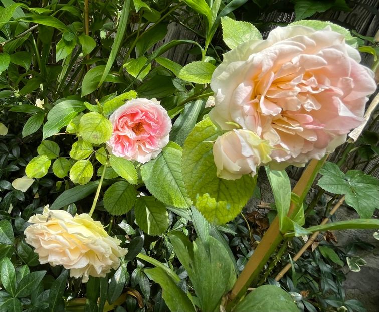 FE15E437-29BC-4A59-A36A-95C35A3CC258 - Trandafiri 2023 2