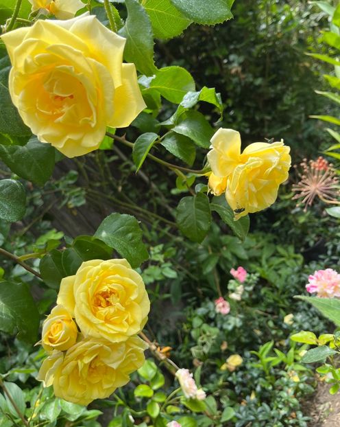 DC8F1333-43C9-4036-925A-925A02A8B5BA - Trandafiri 2023 2