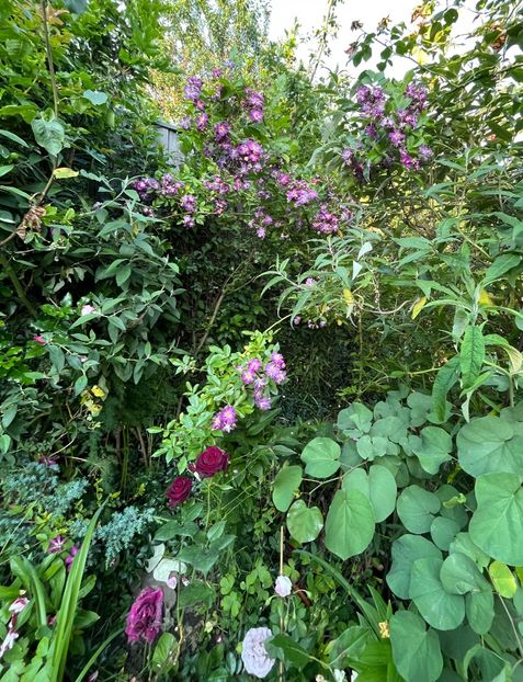 8654052E-4855-463C-AD9C-05EC39B02D4B - Arbusti 2017 23 24