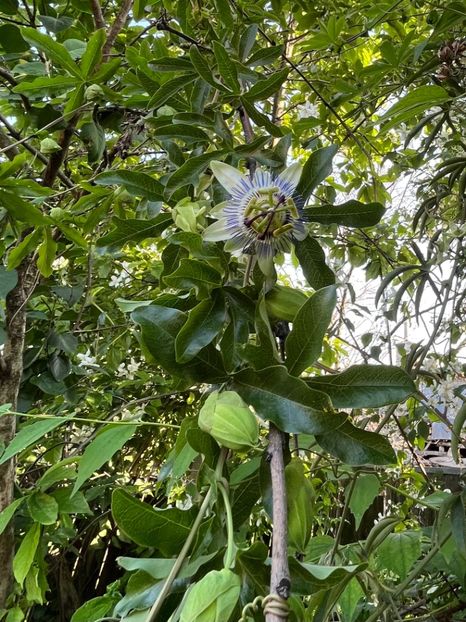 39A8C657-8D93-4B76-BFCB-14629A93E118 - Arbusti 2017 23 24