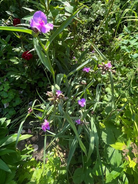 FD281BD5-8753-431B-A8F9-CCD101CEB86B - Arbusti 2017 23 24