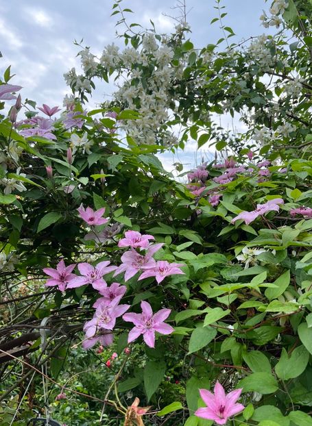 B8D1FD0C-3E2B-4E7A-A93A-1DE27864FB74 - Arbusti 2017 23 24