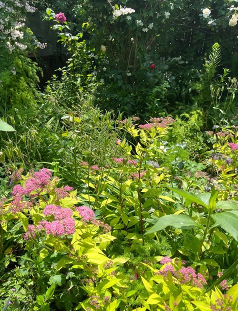 F5D282B2-F986-4655-8CC6-0FE5F6F339AC - Arbusti 2017 23 24