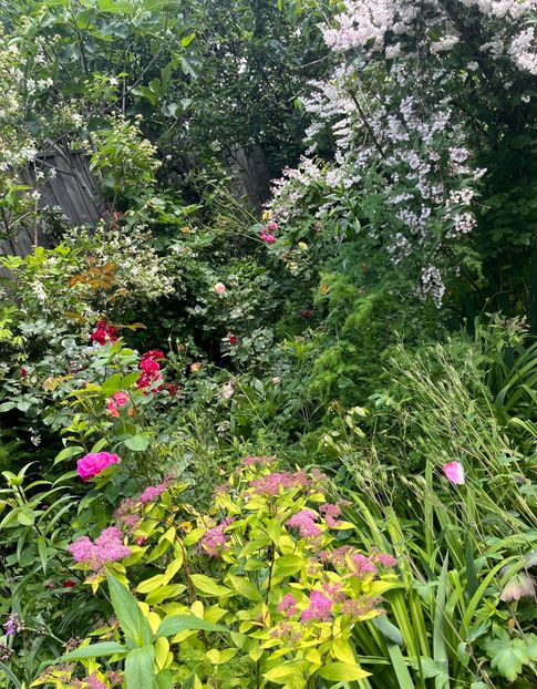 F859284B-5050-4661-AFBE-9F66B9241730 - Arbusti 2017 23 24