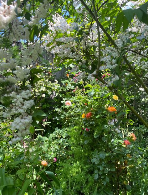 5A3820BF-2B0C-4865-9A71-3B376DF42BCF - Arbusti 2017 23 24