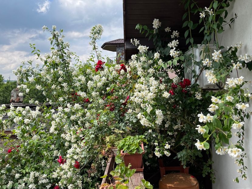 5B3E38AD-18DC-44BD-B41A-4F3E58CF3FC3 - Arbusti 2017 23 24