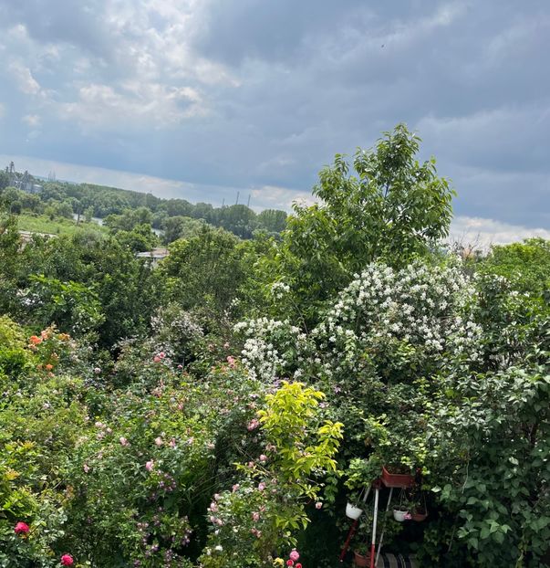 F208C7A4-262F-4518-8676-30B1D99AF742 - Arbusti 2017 23 24