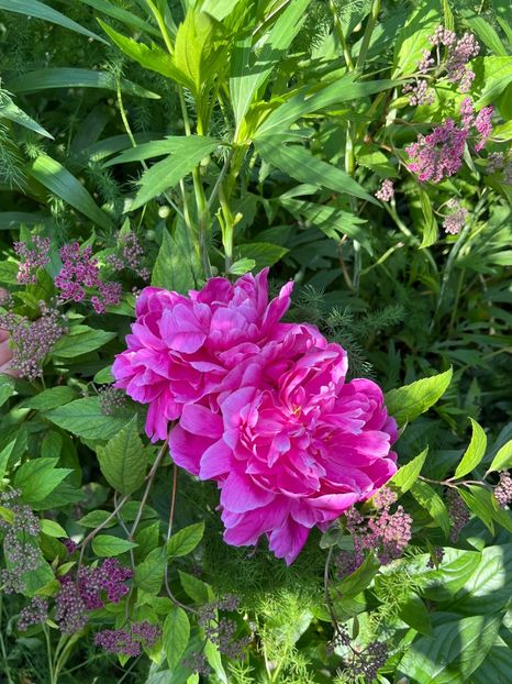 01D85945-C9C9-46CB-B2C7-6AF64BA41ED8 - Bujor