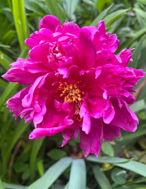 3B67C943-39EE-4DE4-A1C5-C2A03AED6A08 - Bujor