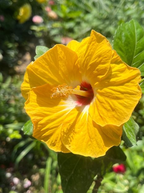 EE79A899-BF1D-4A53-BEEA-E25122E91661 - Hibiscus