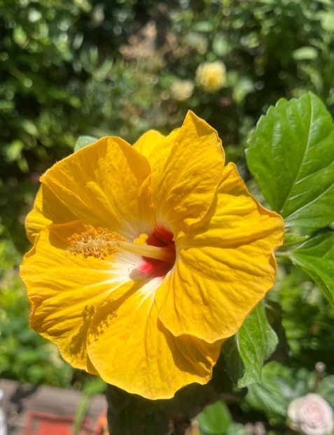 686CA686-458C-4625-9507-81A522E11D8C - Hibiscus