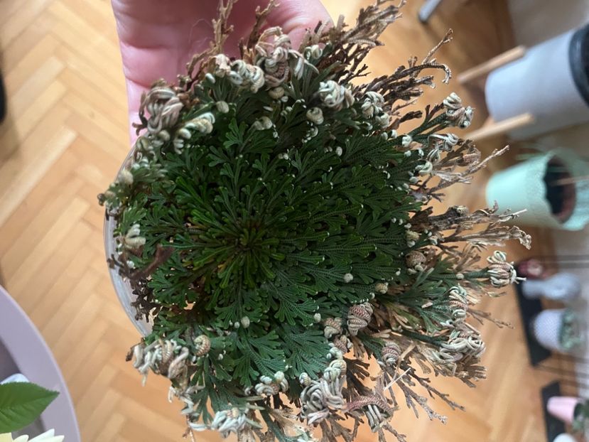 DBAFB8E9-C3B7-4A9A-A31E-E3C6B681682D - Hibiscus