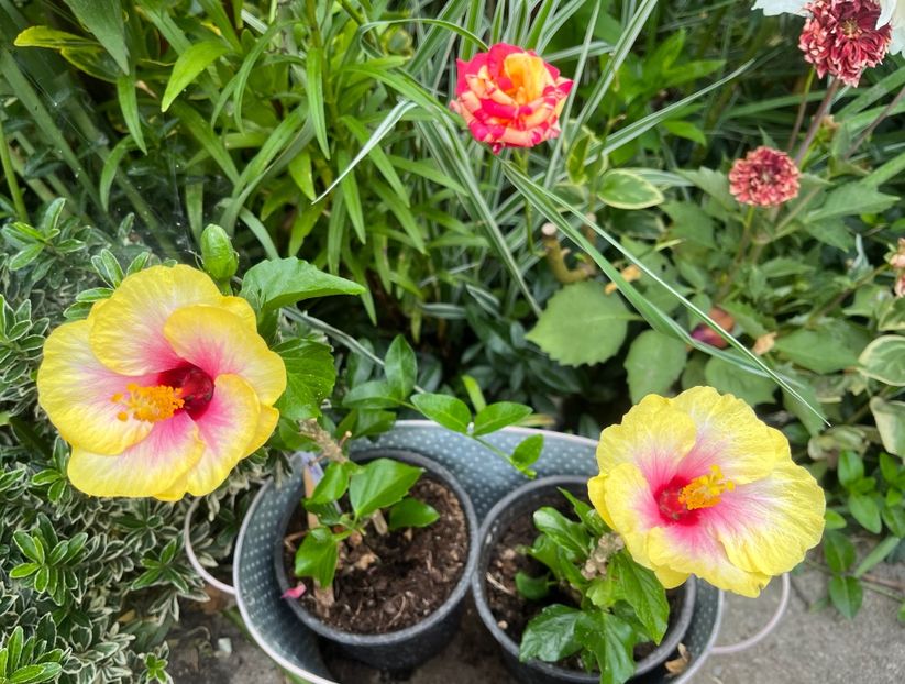 040B7F4E-21CD-407D-9F5F-4C37D029BDBB - Hibiscus