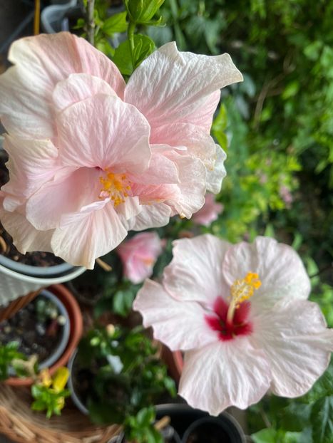 28C7BA6B-3B0B-4840-A0D1-CEEAD6C34B14 - Hibiscus