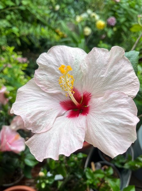 B87FEB1E-A4AF-4982-8763-6F633908F706 - Hibiscus