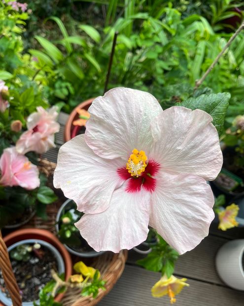 7962CD31-7F2C-4E8C-BB7E-95CE03EBBB01 - Hibiscus