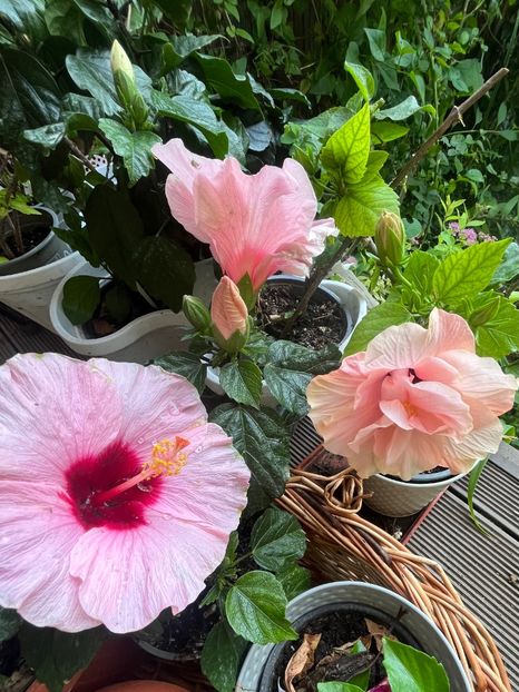 10A421A5-0636-4029-B9A5-336EB37FB7BA - Hibiscus