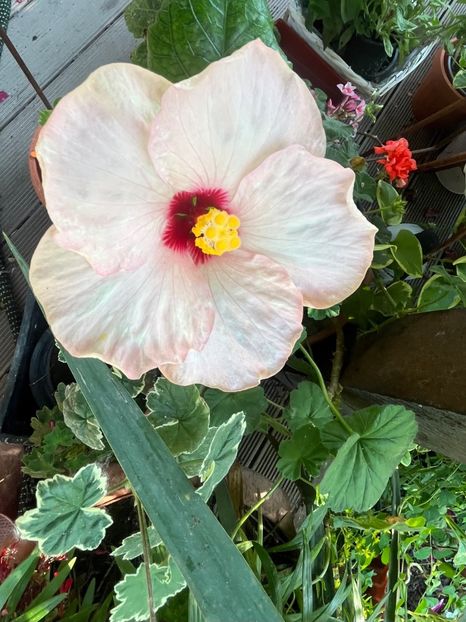 40609746-1707-4BB8-A6EF-5A5BF1A48EAF - Hibiscus