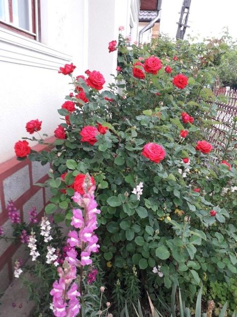  - Trandafiri in gradina mea
