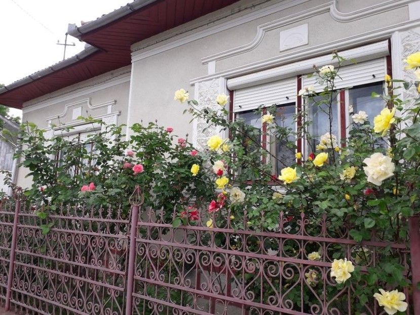  - Trandafiri in gradina mea