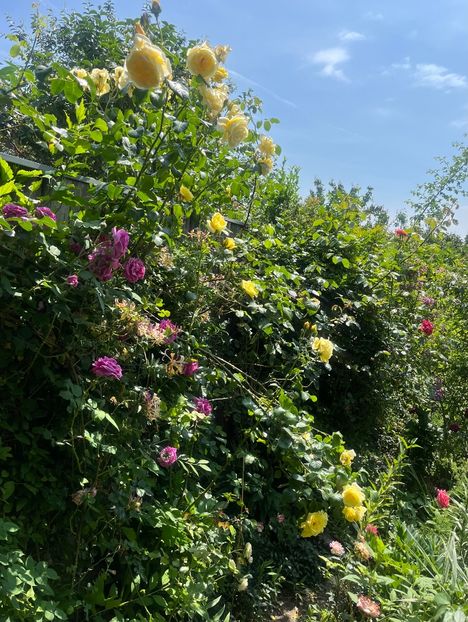 3EA5BB39-1DBE-47BB-9792-8FE6064A8FC0 - Trandafiri 2023 2