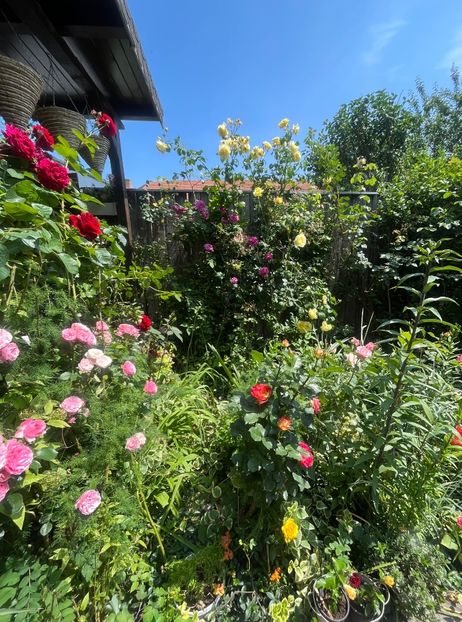 F095268C-9281-4716-A541-7E628F5DD06B - Trandafiri 2023 2