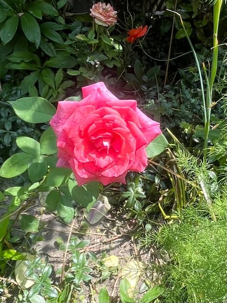 266E84BE-67C7-4216-8D37-3F0E7662A4B6 - Trandafiri 2023 2