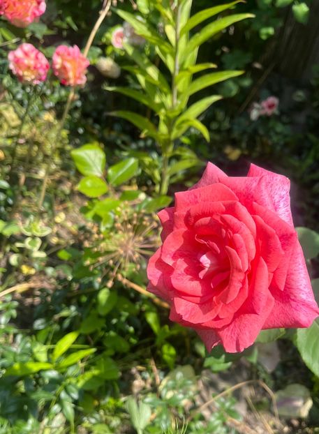 67F9888A-F0F0-47E2-A1F9-04AE11D52407 - Trandafiri 2023 2