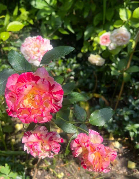 3A085EAD-BD2A-42DD-866B-3854E6385E10 - Trandafiri 2023 2