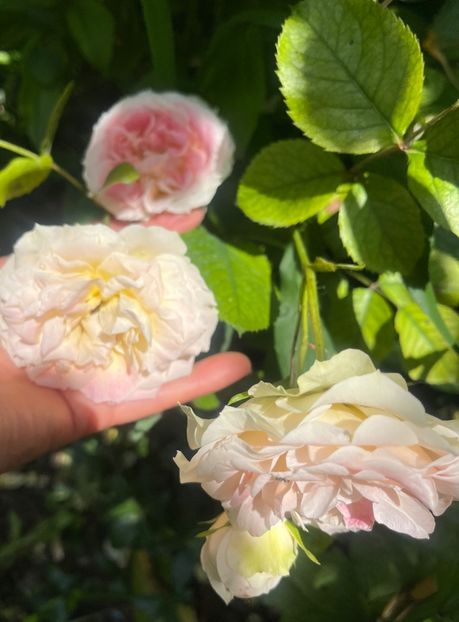 0B5E8F2F-7E8A-471F-B99A-44C4CF8B5829 - Trandafiri 2023 2