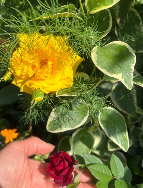 5C27123E-320A-4C13-BB1A-504EEDA7C219 - Trandafiri 2023 2