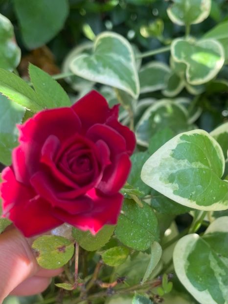 313F15EC-59ED-4899-8897-775EE068DC3B - Trandafiri 2023 2