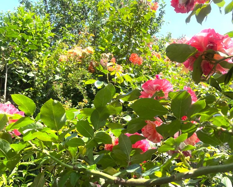 0FA7B525-F1D9-47F2-A713-715F1FD38AC1 - Trandafiri 2023 2