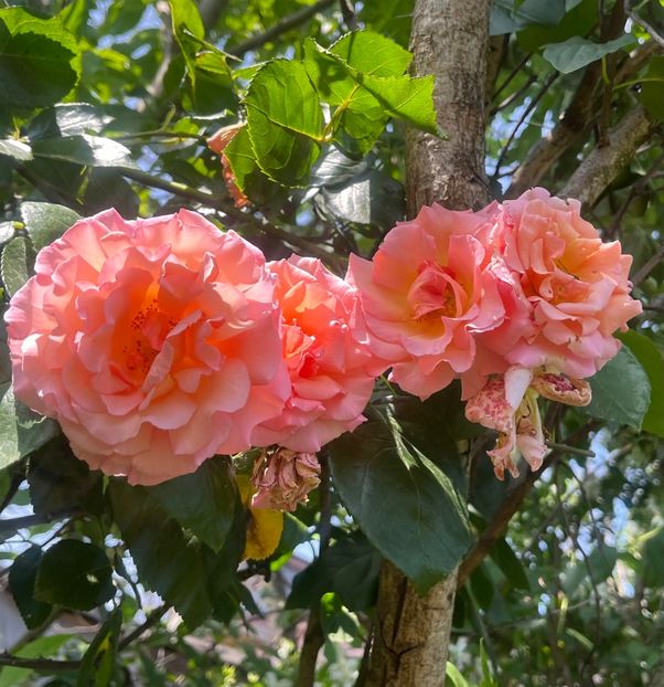 A38E6E20-4621-469E-B85C-6643EB212F46 - Trandafiri 2023 2