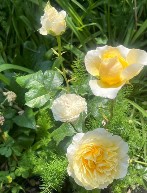 A4BEEFE5-1AE5-4602-B438-79AD0C591068 - Trandafiri 2023 2