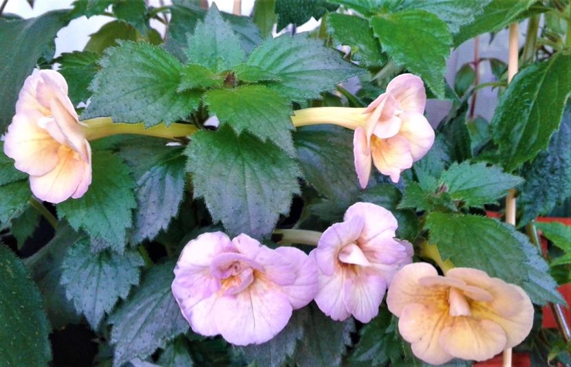 20230606_093842-1 - 0000 ACHIMENES