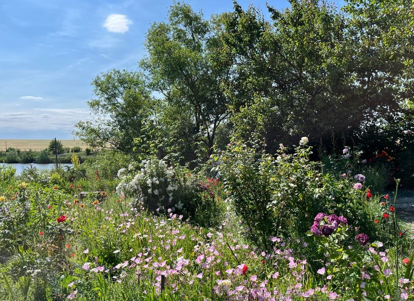 9FE58517-9425-4FFD-A88D-04E135E8DEC5 - Arbusti 2017 23 24