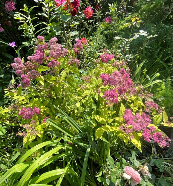 E40F1F6A-1EDD-423B-9289-D854F3185E9A - Arbusti 2017 23 24