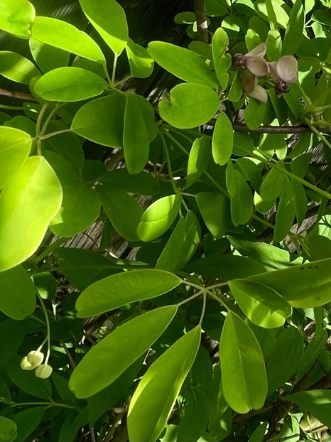 C4DEFC24-7B83-401F-8F38-F0627B30996E - Flori 2022 2023