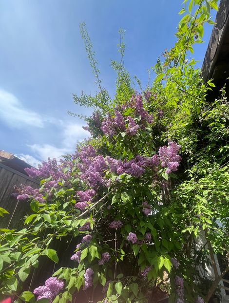 1016B3B5-E301-4EC1-97A6-3FA547293581 - Flori 2022 2023