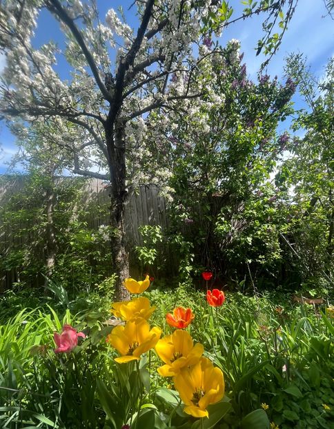 4F9AFC3B-01DB-4973-A575-8B9404B00CC3 - Flori 2022 2023