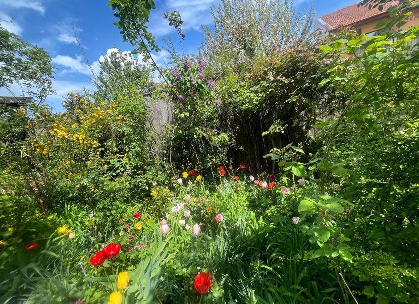 C4D2B6CE-65C9-451E-81CF-28980FDB61EA - Flori 2022 2023