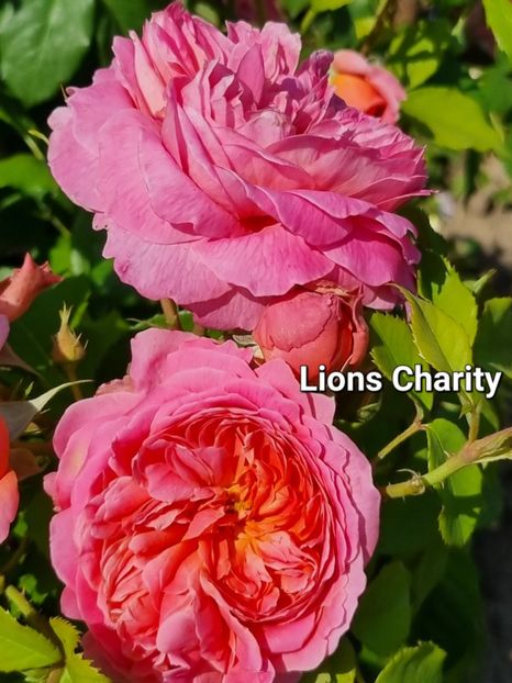  - Lions Charity