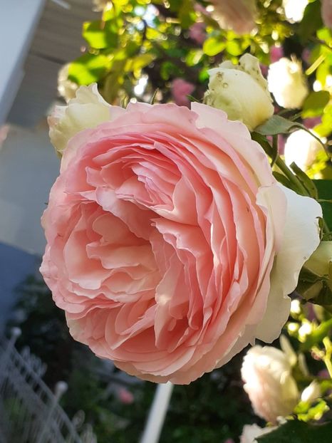 20230605_071321(0) - EDEN ROSE 2023