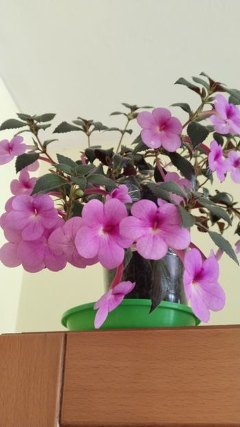  - 2024-Peach Blossom